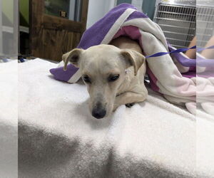 Chihuahua-Unknown Mix Dogs for adoption in Chico, CA, USA