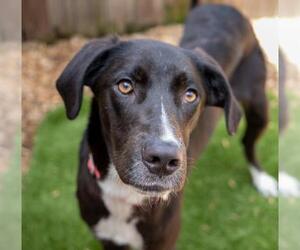 Borador Dogs for adoption in Kennesaw, GA, USA