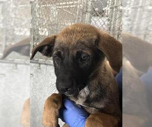 Mutt Dogs for adoption in HESPERIA, CA, USA