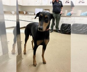 Doberman Pinscher Dogs for adoption in Santa Maria, CA, USA