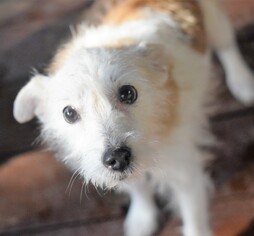 Jack Russell Terrier Dogs for adoption in springfield, VA, USA