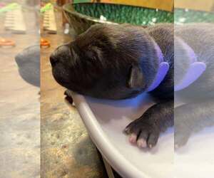 Mutt Dogs for adoption in Imlay City, MI, USA