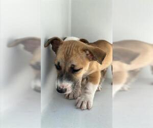 Labrador Retriever-Unknown Mix Dogs for adoption in Houston, TX, USA