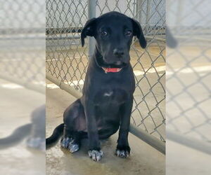 American Pit Bull Terrier-Unknown Mix Dogs for adoption in Ventura, CA, USA