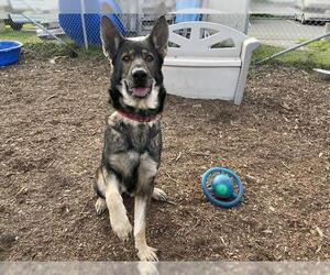 Medium Photo #1 German Shepherd Dog Puppy For Sale in McKinleyville, CA, USA