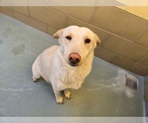 Labrador Retriever-Unknown Mix Dogs for adoption in Riverside, CA, USA