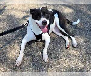 American Bulldog-Unknown Mix Dogs for adoption in Topeka, KS, USA