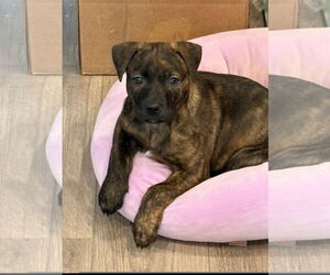Mastiff Dogs for adoption in Denton, TX, USA