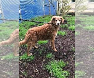 Golden Retriever Dogs for adoption in Columbia, TN, USA