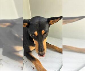 Doberman Pinscher Dogs for adoption in Houston, TX, USA