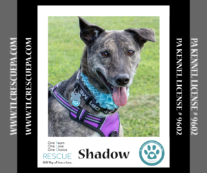 Mutt Dogs for adoption in Kimberton, PA, USA