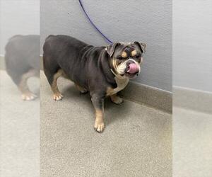 Bulldog-Unknown Mix Dogs for adoption in Las Vegas, NV, USA