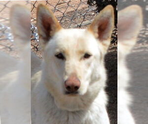 German Shepherd Dog Dogs for adoption in Phoenix, AZ, USA