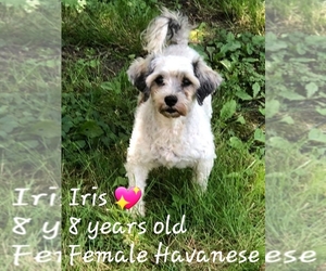 Medium Photo #1 Havanese Puppy For Sale in YARDLEY, PA, USA