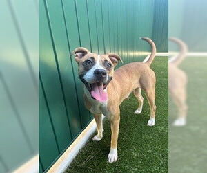 American Staffordshire Terrier-Unknown Mix Dogs for adoption in Tallahassee, FL, USA