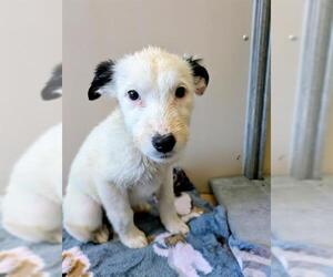 Border Collie-Unknown Mix Dogs for adoption in Frisco, CO, USA