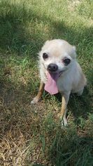 Chihuahua Dogs for adoption in Camden, SC, USA