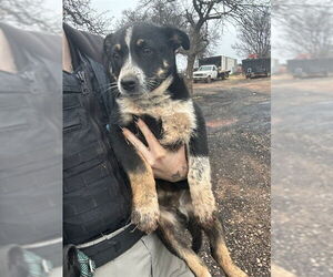 Mutt Dogs for adoption in Oklahoma City, OK, USA