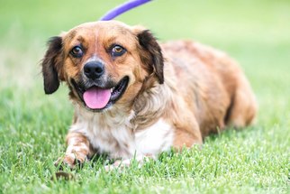 Bocker Dogs for adoption in El Cajon, CA, USA