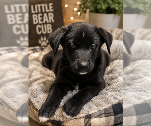 Labrador Retriever-Unknown Mix Dogs for adoption in Dana Point, CA, USA