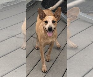 Red Heeler-Unknown Mix Dogs for adoption in Tonawanda, NY, USA