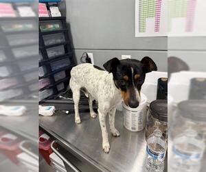 Rat Terrier Dogs for adoption in San Martin, CA, USA