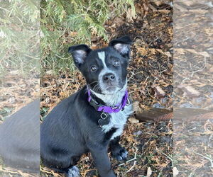 Mutt Dogs for adoption in Garden City, NY, USA