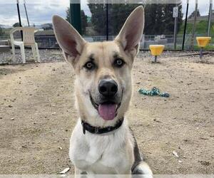 German Shepherd Dog-Unknown Mix Dogs for adoption in Martinez, CA, USA