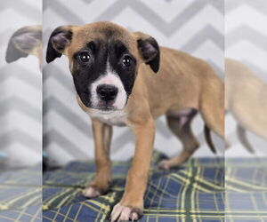 Boxer-Unknown Mix Dogs for adoption in Lakewood, CO, USA