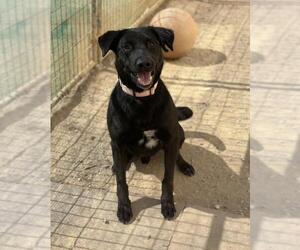 Labrador Retriever Dogs for adoption in Santa Maria, CA, USA