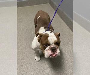 Bulldog-Unknown Mix Dogs for adoption in Las Vegas, NV, USA