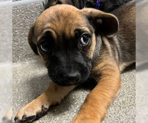 Chihuahua-Unknown Mix Dogs for adoption in Las Vegas, NV, USA