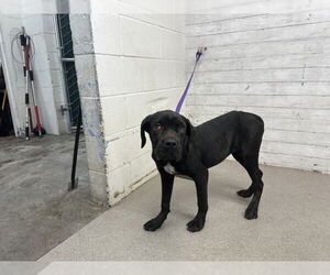 Mastiff Dogs for adoption in San Bernardino, CA, USA