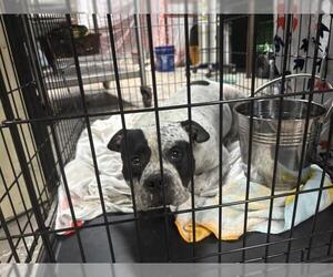 Medium Photo #1 Bulldog Puppy For Sale in Waco, TX, USA