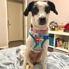 Beagle Dogs for adoption in Tempe, AZ, USA