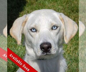 Huskies -Unknown Mix Dogs for adoption in Huntley, IL, USA