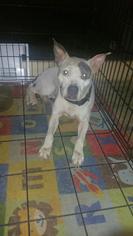 American Staffordshire Terrier Dogs for adoption in Melbourne, FL, USA
