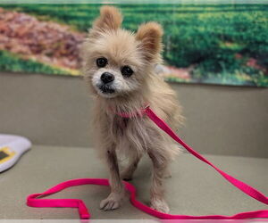 Pomeranian Dogs for adoption in Moreno Valley, CA, USA