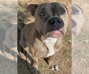 Mutt Dogs for adoption in Grovetown, GA, USA