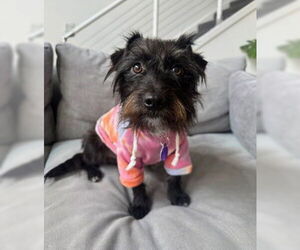 Medium Photo #1 Miniature Schnauzer-Unknown Mix Puppy For Sale in Fremont, CA, USA