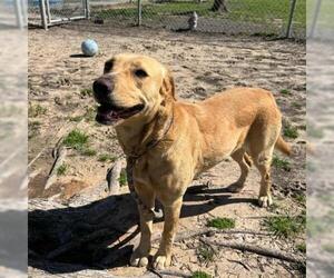 Labrador Retriever-Unknown Mix Dogs for adoption in Conroe, TX, USA