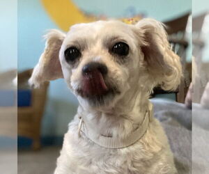 Maltese-Unknown Mix Dogs for adoption in Pacolet, SC, USA