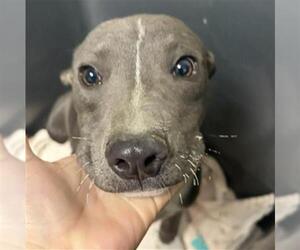 Mutt Dogs for adoption in Bakersfield, CA, USA