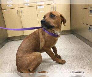 German Shepherd Dog-Unknown Mix Dogs for adoption in Riverside, CA, USA