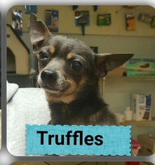 Chihuahua Dogs for adoption in Staley, NC, USA