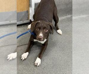 Unknown-Whippet Mix Dogs for adoption in Forestville, MD, USA