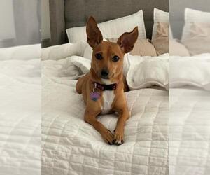 Miniature Pinscher-Unknown Mix Dogs for adoption in Fort Lauderdale, FL, USA