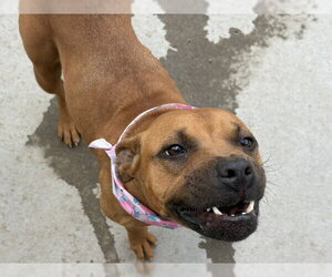 Black Mouth Cur-Unknown Mix Dogs for adoption in Tulsa, OK, USA