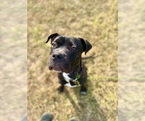 Boxer-Unknown Mix Dogs for adoption in Louisville, KY, USA