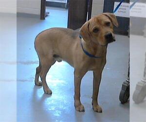 Labrador Retriever-Unknown Mix Dogs for adoption in Fayetteville, NC, USA